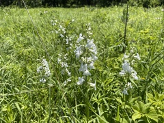 Penstemon tubaeflorus