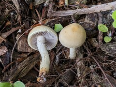 Leratiomyces riparius