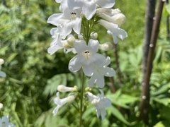 Penstemon tubaeflorus