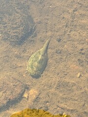Triops australiensis