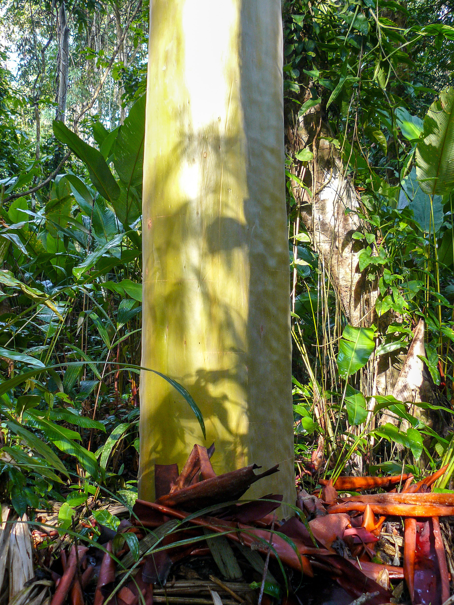 Foto de Calycophyllum spruceanum (Benth.) Hook.f. ex K.Schum.