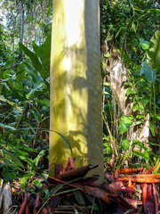 Calycophyllum spruceanum