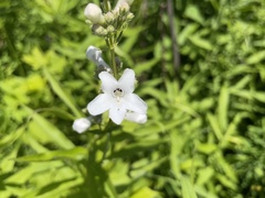 Penstemon tubaeflorus