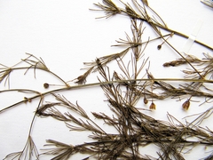 Asparagus oligoclonos