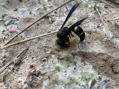 Ancistrocerus spinolae