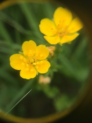 Potentilla flabellifolia