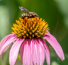 Dianthidium curvatum