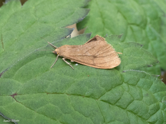 Virbia opella