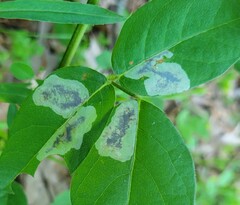 Anarsioses aberrans