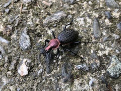 Carabus nankotaizanus