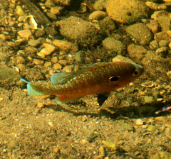Lepomis peltastes
