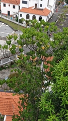 Sideroxylon mirmulans