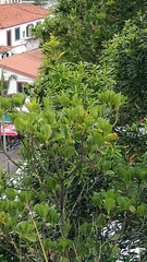 Sideroxylon mirmulans