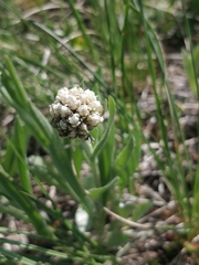 Antennaria anaphaloides