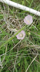 Callirhoe alcaeoides