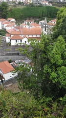 Sideroxylon mirmulans