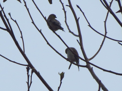 Spinus tristis image