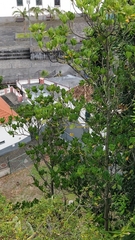 Sideroxylon mirmulans