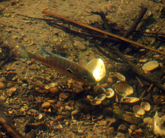 Lepomis peltastes