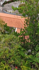 Sideroxylon mirmulans