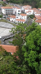 Sideroxylon mirmulans