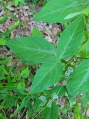 Anarsioses aberrans
