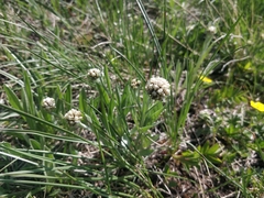 Antennaria anaphaloides