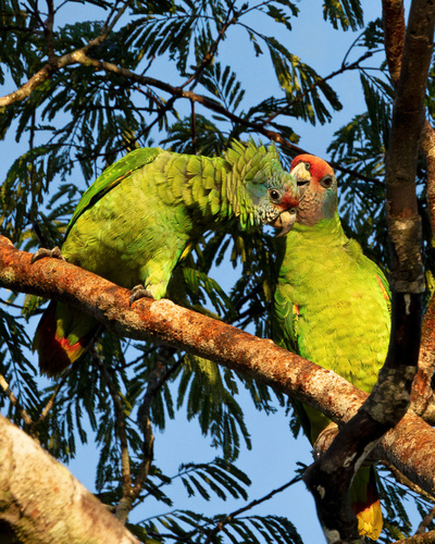 Red-tailed Amazon (Amazona brasiliensis), photo 5