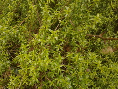 Galianthe bogotensis