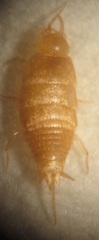 Atelurinae