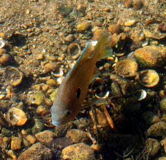 Lepomis peltastes