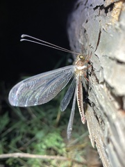 Ascalohybris subjacens