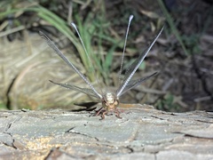 Ascalohybris subjacens