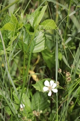 Rubus setosus