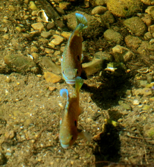 Lepomis peltastes