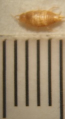 Atelurinae