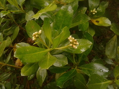 Baccharis macrantha