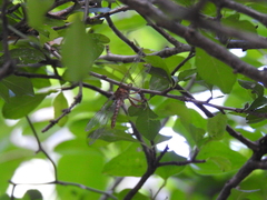 Neurocordulia molesta