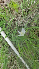 Callirhoe alcaeoides