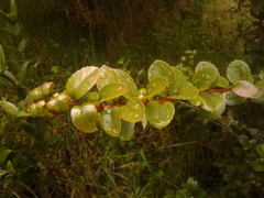 Xylosma spiculifera