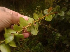 Xylosma spiculifera