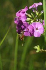 Typocerus acuticauda