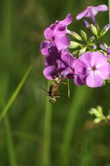 Typocerus acuticauda