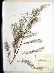 Asparagus schoberioides