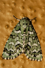 Chloronycta tybo