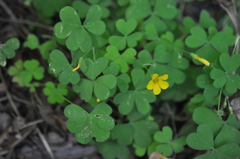Oxalis suksdorfii
