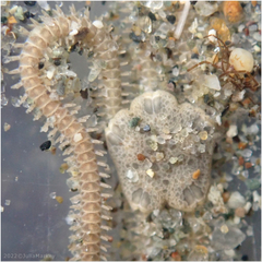 Amphiodia urtica