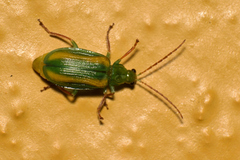 Diabrotica porracea