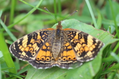 Phyciodes tharos image