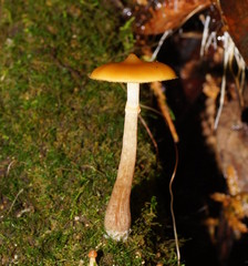Galerina patagonica
